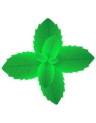 MENTHE